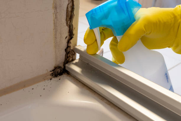 Best Mold Removal Process  in Westvale, NY