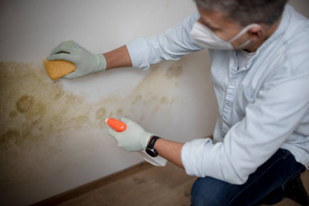 Best Attic Mold Removal  in Westvale, NY
