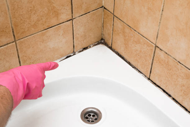 Best Mold Damage Repair  in Westvale, NY