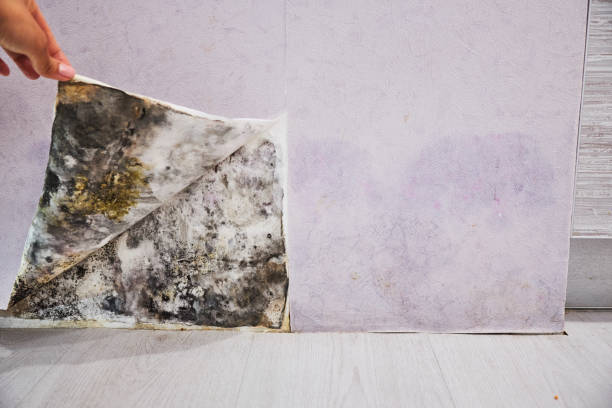 Best Local Mold Removal Service  in Westvale, NY